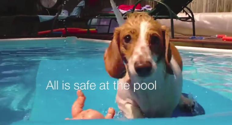 Sweet Little Lifeguard Dachshund Saves The Day!