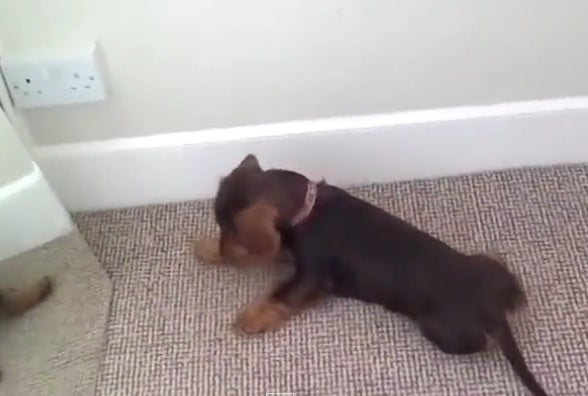This Dachshund Puppy Sees Her Reflection In The Mirror, And She Has The Cutest Reaction Ever!