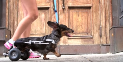 Tazo The Paralyzed Dachshund Lives A Beautiful Life!