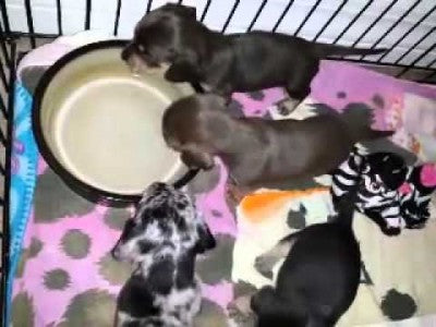 Dachshund Puppies First Taste Of Water!