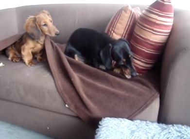 This Adorable Dachshund Is Trying To Steal A Chew Toy!