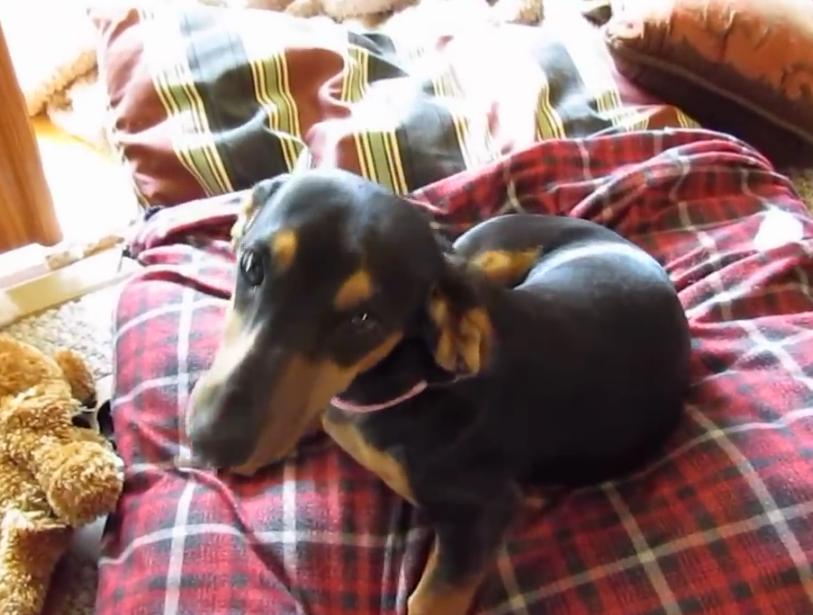 Watch What Happens When This Little Dachshund Puppy Is Left Alone!