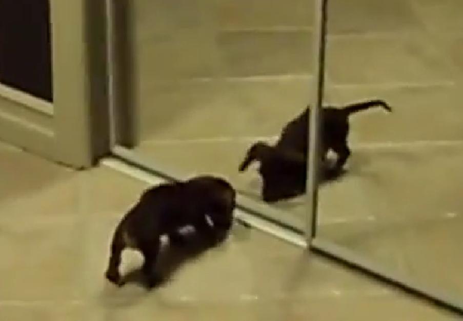 This Is So Sweet! Dachshund Puppy Wants To Play With His Reflection!