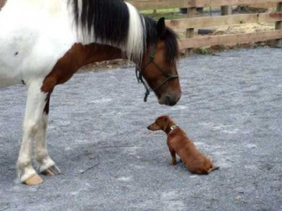 The Dachshund Met A Pony And What Happened Next Will Melt Your Heart!