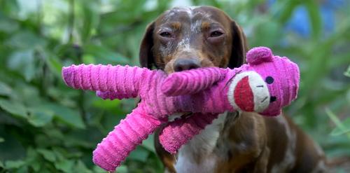 This Dachshund Remake Of The Jurassic World Movie Is Awesome!