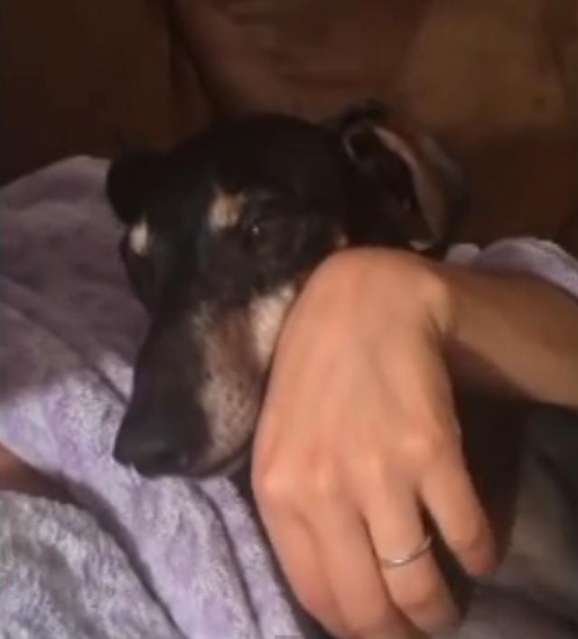 Human Sings Restless Dachshund A Lullaby… And He Falls Asleep Like A Baby In Her Arms!