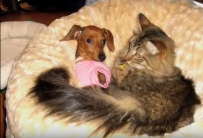 The Amazing Life Long Love Story Between A Handicapped Dachshund And A Three Legged Cat!