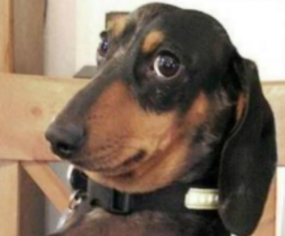 If Dogs Could Apologize...THIS Is What They Would Say!