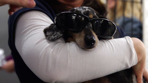 From Paralyzed Dachshund To The Coolest Pup In Town, This Touching Recovery Will Make Your Day!