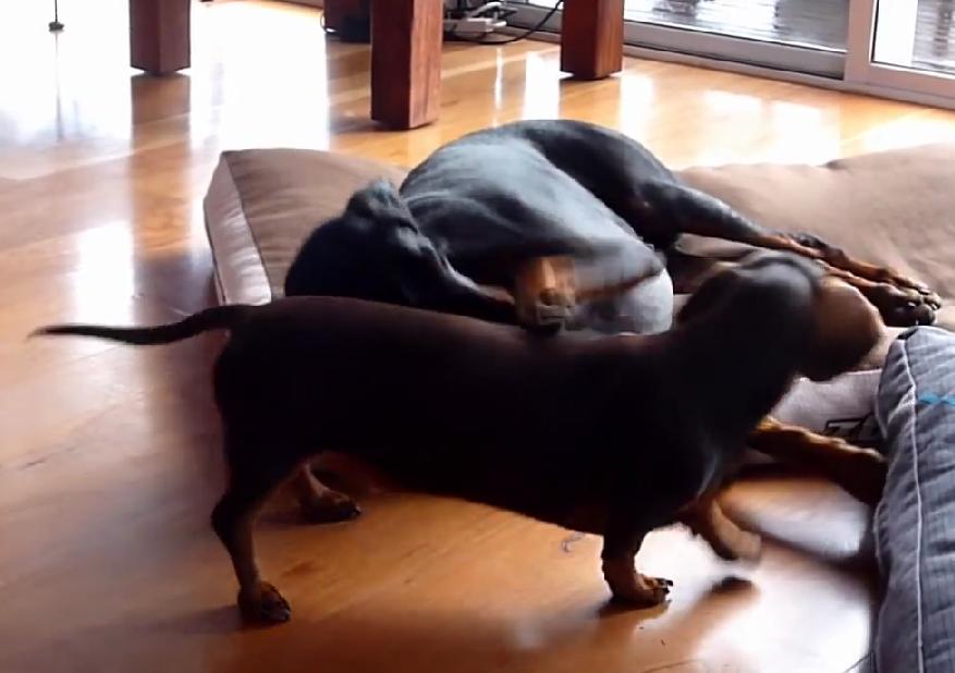 Size Don't Matter When It Comes To Having Some Fun! Watch This Dachshund Having A Great Time With A Doberman!