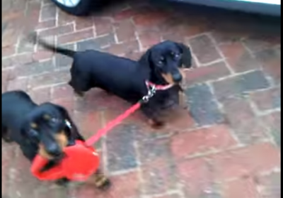 Two Adorable Dachshunds Take Each Other Out For A Walk!