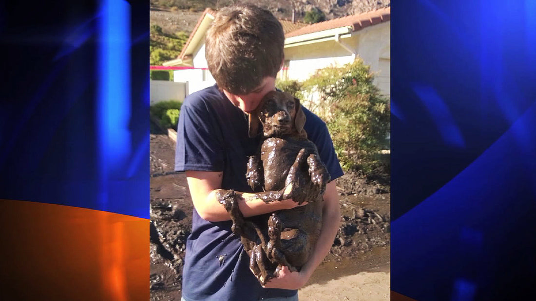 This Brave Dachshund Survived The Mudslides in Camarillo Springs!