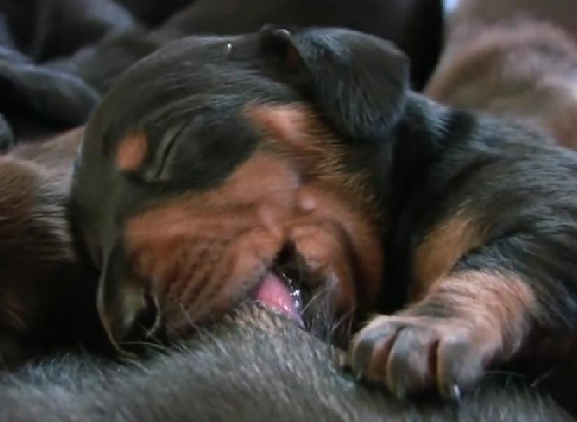 These Lovely Dachshund Puppies Feeding Will Melt Your Heart!