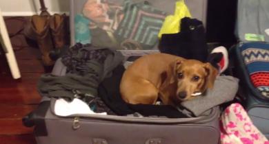 This Dachshund Is So Tired That She Can’t Wait For Her Own Bed!