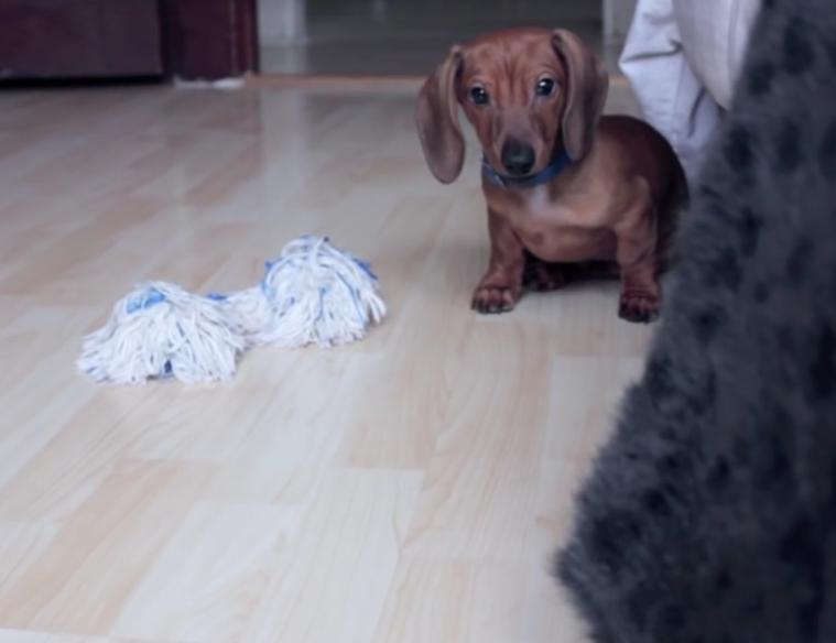 Cuteness Overload! Adorable Dachshund Puppy Plays Red Light Green Light!