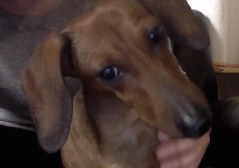 Cute Little Dachshund Is Having A Webcam Session!