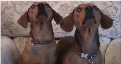 Dachshunds Watching Squirrels!