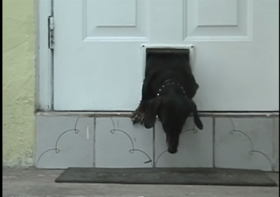 Old Dachshund Up To His Clever Tricks!