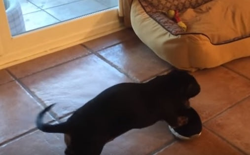 This Is One Of The Most Enthusiastic Dachshund Puppies You Will Ever See!
