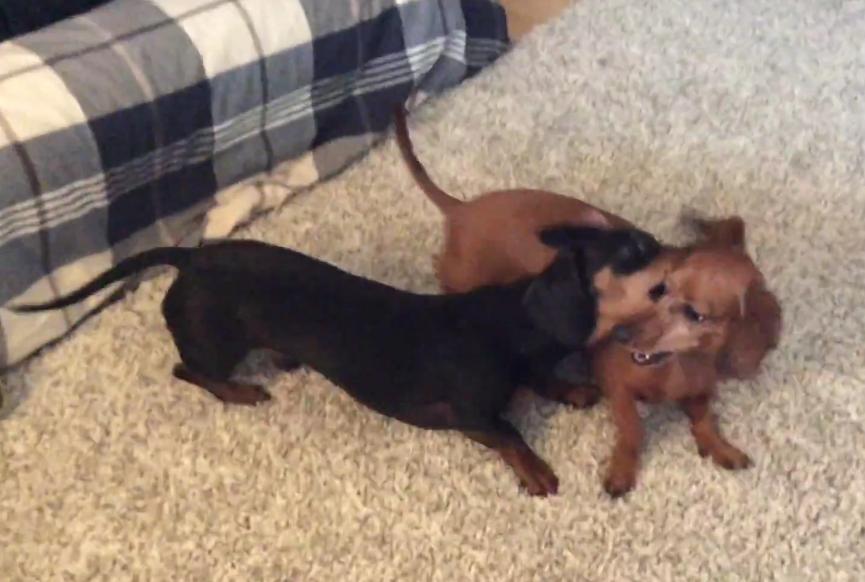 Video: Adorable Dachshunds Dueling!