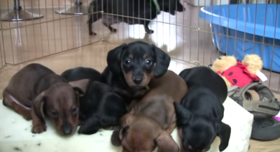 One Wonderful Day In The Life Of 5 Dachshund Puppies!
