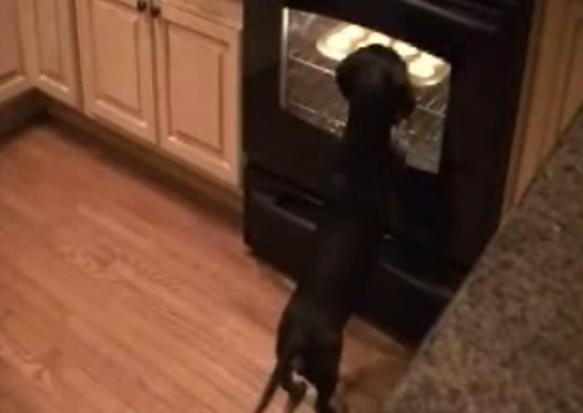 Funny Dachshund’s Antics Trying To Get Those Biscuits To Cook Faster!