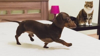 Hilarious Dachshund Gets The Job Of Mattress Inspector And Fixes The Bed For His Dad!