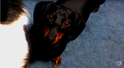 You Just Have To See This Enthusiastic Dachshund's Funny Conversation About Her Bone!