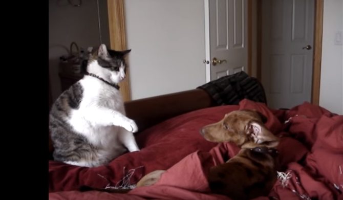 A Dachshund Found A Cat On The Bed And So Much Cuteness Followed!
