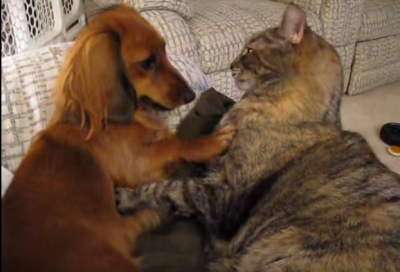 This Dachshund And The Cat’s Adorable Wrestling Match Is Here To Make You Laugh!