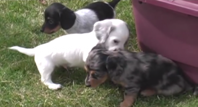 These 6 Adorable Dachshund Puppies Will Melt Your Heart!