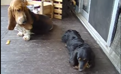 This Dachshund Has A Really Jealous Brother!