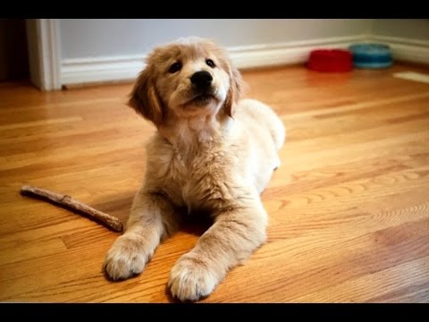 He Couldn't Figure Out How His Golden Was Sneaking Upstairs. Seconds Later, I'm Shocked!