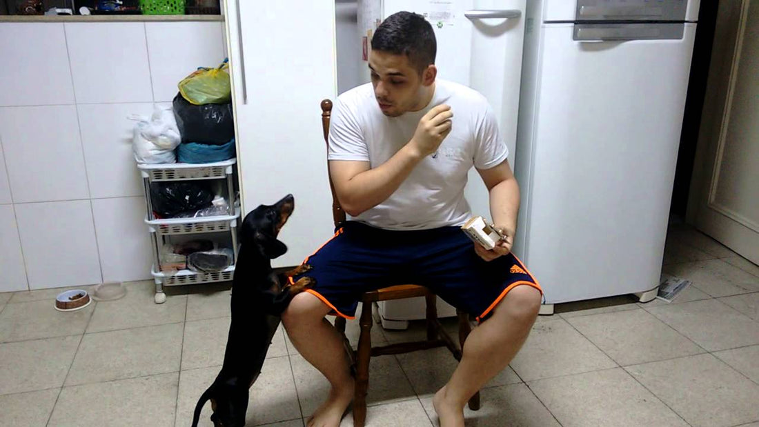 Daddy Uses Reverse Psychology To Make His Dachshund Eat Medicine!