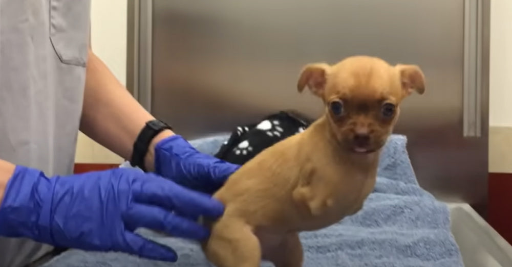 Dog's Family Rejects Her Because She Was Born Without Front Legs