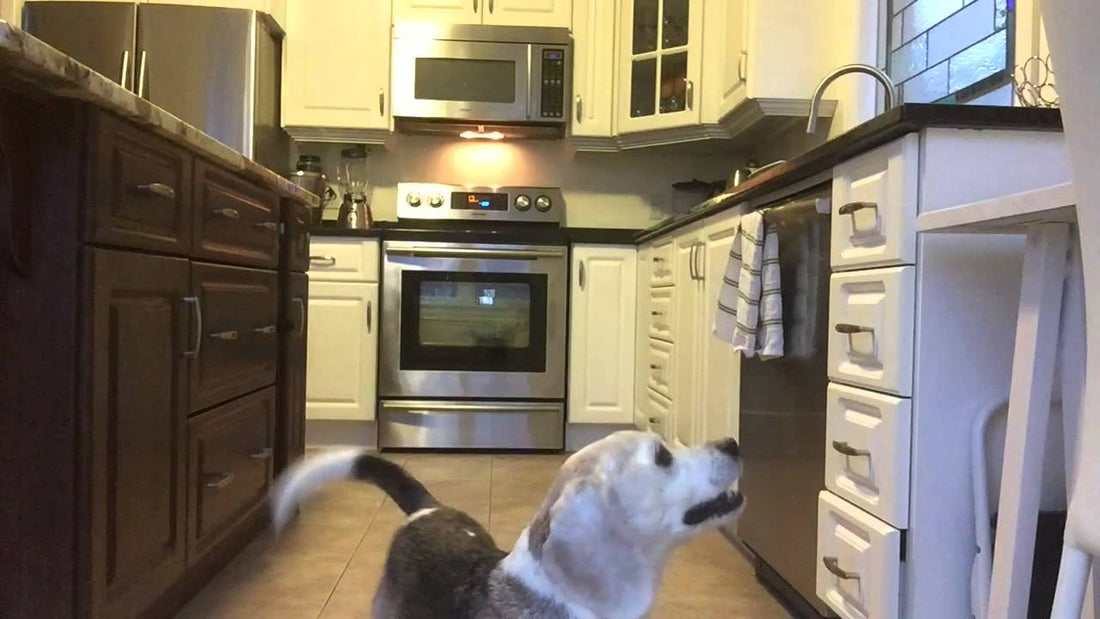 Daisy The Beagle Waits For Everyone To Leave So She Can Do This!