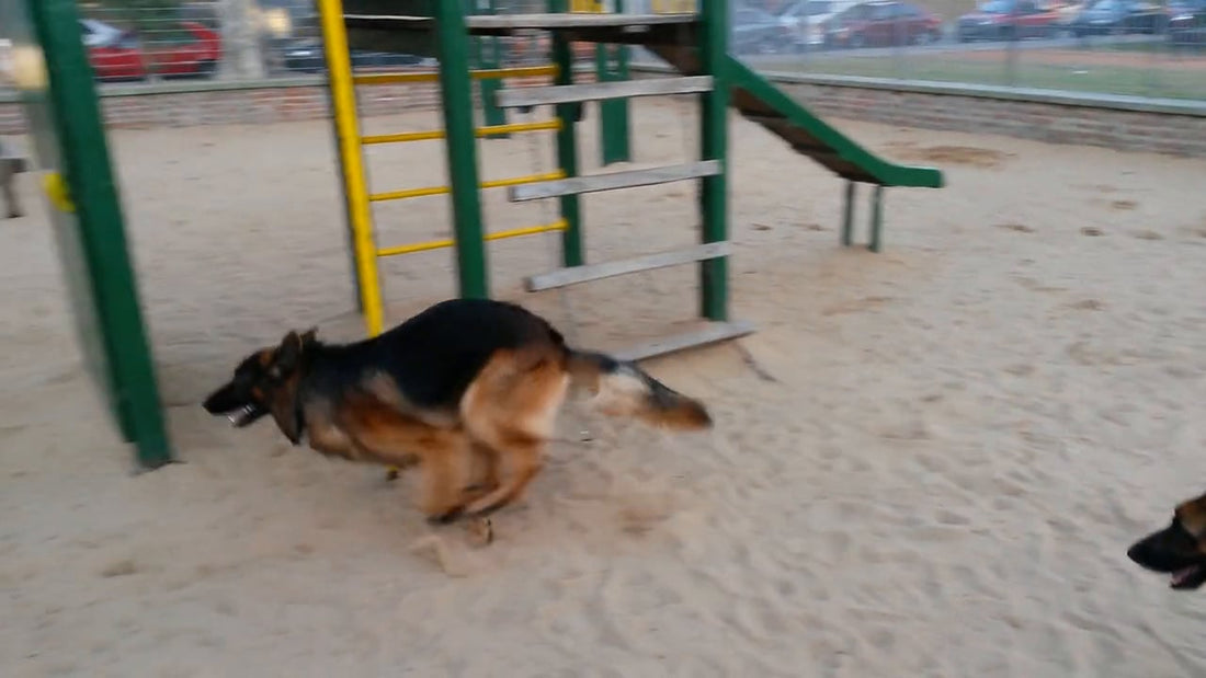 Danko The Self-Exercising German Shepherd Royally Confuses His Brother Tony!