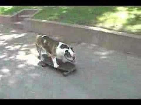 Darla, An English Bulldog, Is World Famous At Skateboarding! Take A Look And You Won't Believe It!