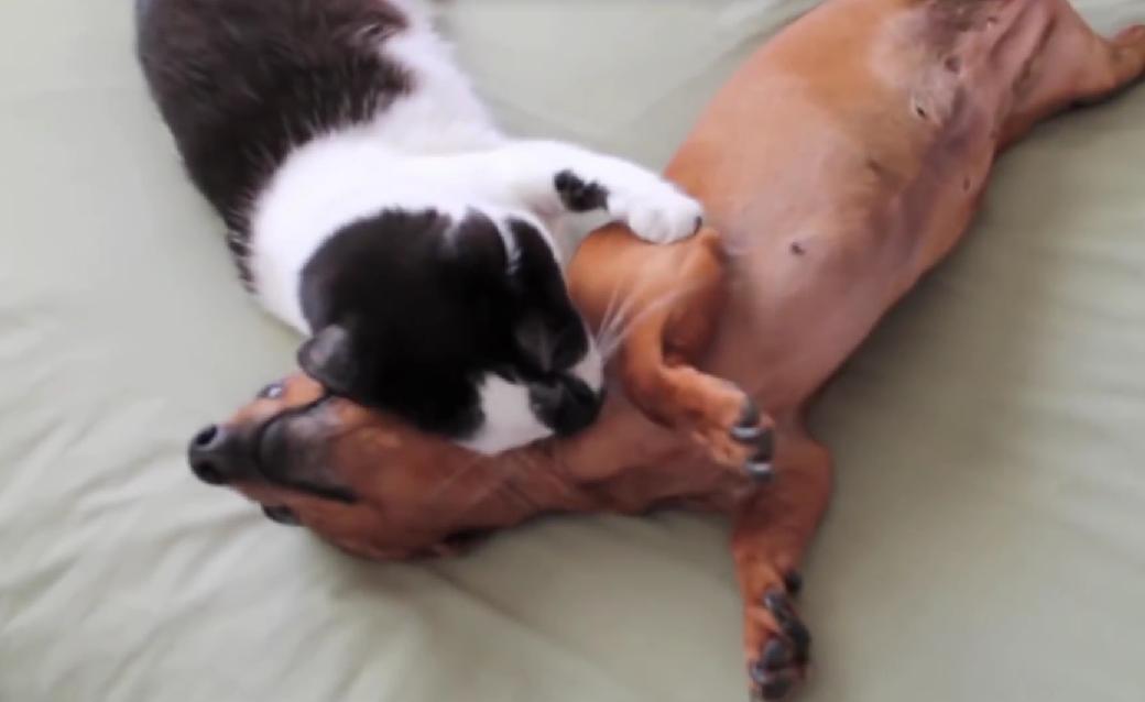 You Don’t See Cats And Dogs Helping Each Other Often, But This Cat Made A Miracle For A Struggling Dachshund!