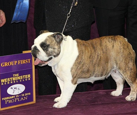 Annabelle The English Bulldog Wins Non-Sporting Group At The Westminster Kennel Club Dog Show!