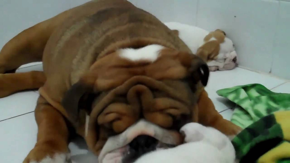 Definitely The Cutest English Bulldog Video You'll See Today! #TotallyMesmerizing!