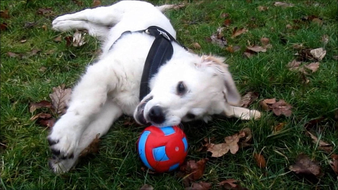 This Quiz Is Definitely Going To Test Your Dog Knowledge! Try It!