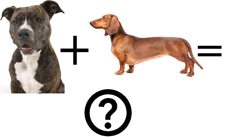 What Happens When A Pitbull And Dachshund Mix? Click Here And Find Out!