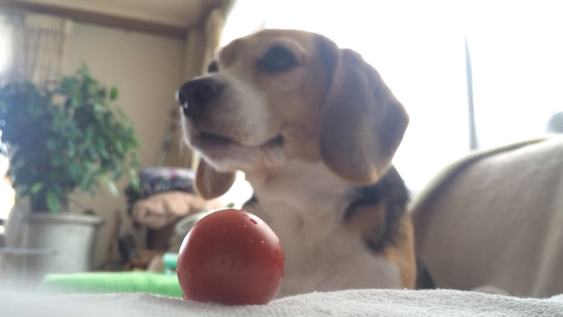 Did This Beagle Just EAT That Or Did I Imagine It?