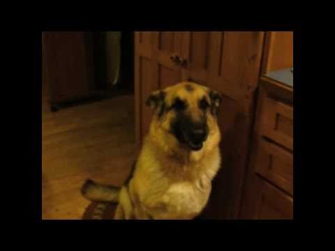 Did This German Shepherd Just Say "Banana" And "I Love You"?! Yes He DID! OMG!