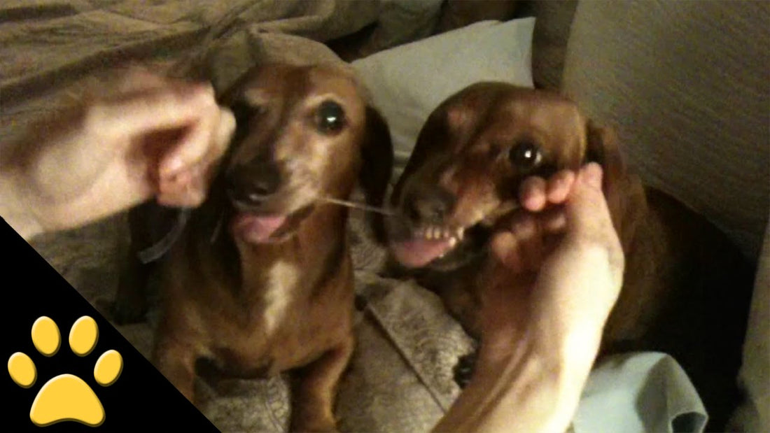 Did You Know That Dachshunds Are Crazy About Dental Hygiene?! Check This Out! #CleanDoxie