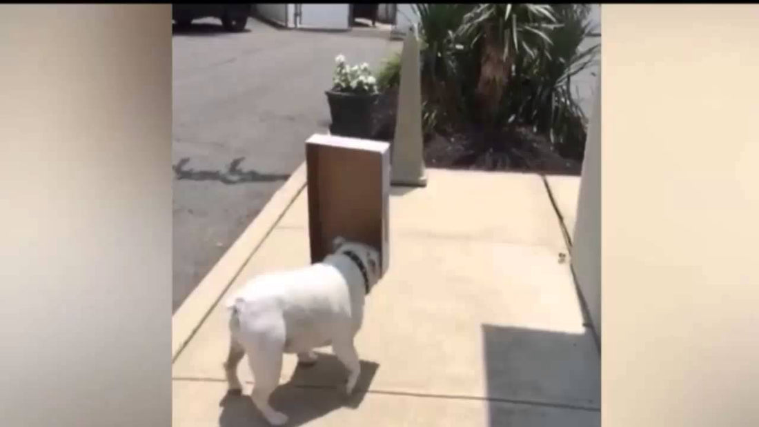 Diesel The English Bulldog Loves Cardboard Boxes So Much He Can’t Leave Them Alone!