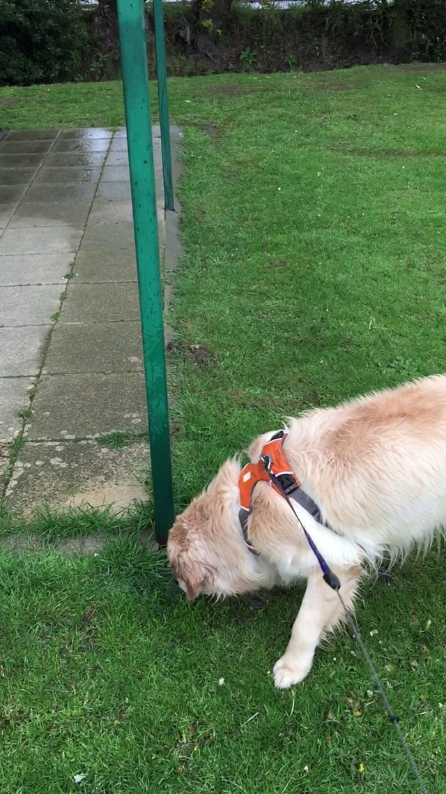 Digger The Golden Retriever Tries To Eat Rain From A Dripping Pipe!