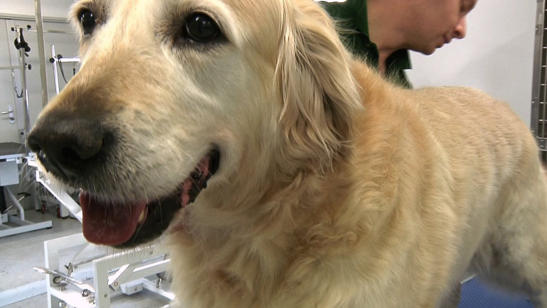 DIY Grooming For Golden Retrievers: Do It The Right Way!