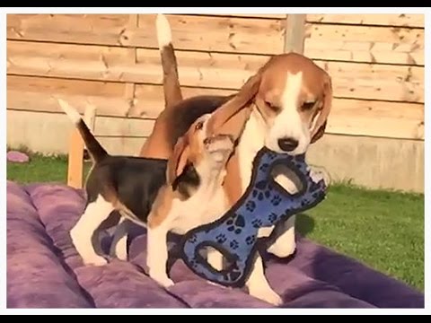 Do You Know How Beautiful Beagles Really Are? Here's Slo-Mo To Prove It! #AngelsInDisguise